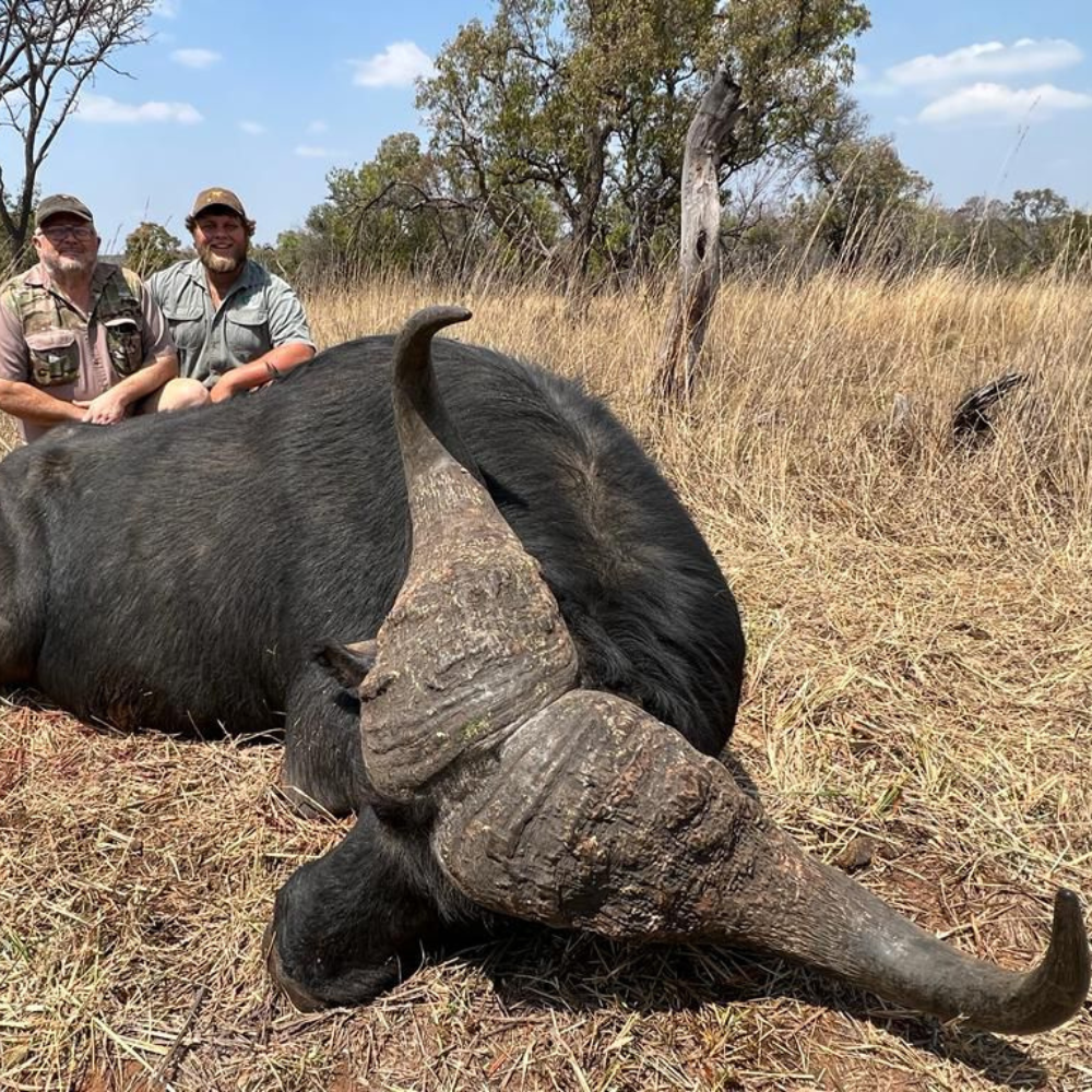 Cape Buffalo — a dangerous game trophy