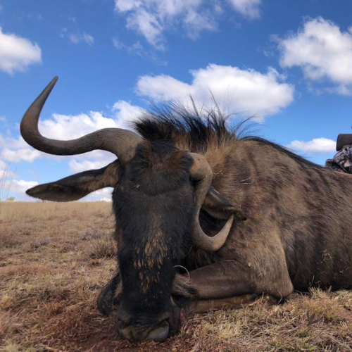 Wild plains game