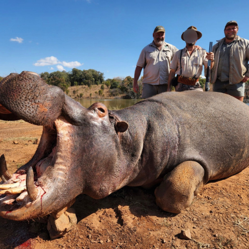 Game viewing