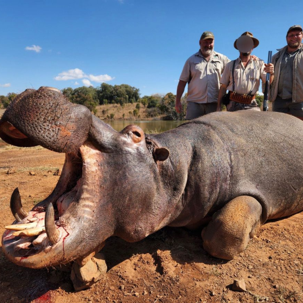 Hippo hunt by the river
