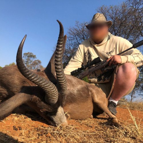 Red Hartebeest trophy