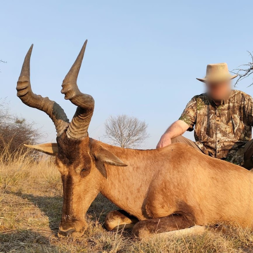 Red Hartebeest — classic plains game
