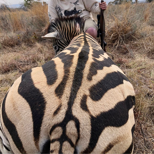 Trophy plains game hunt