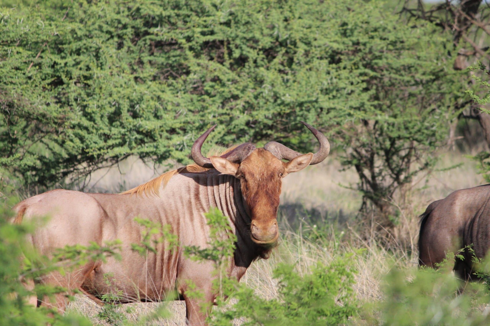 Wildebeest in the wild