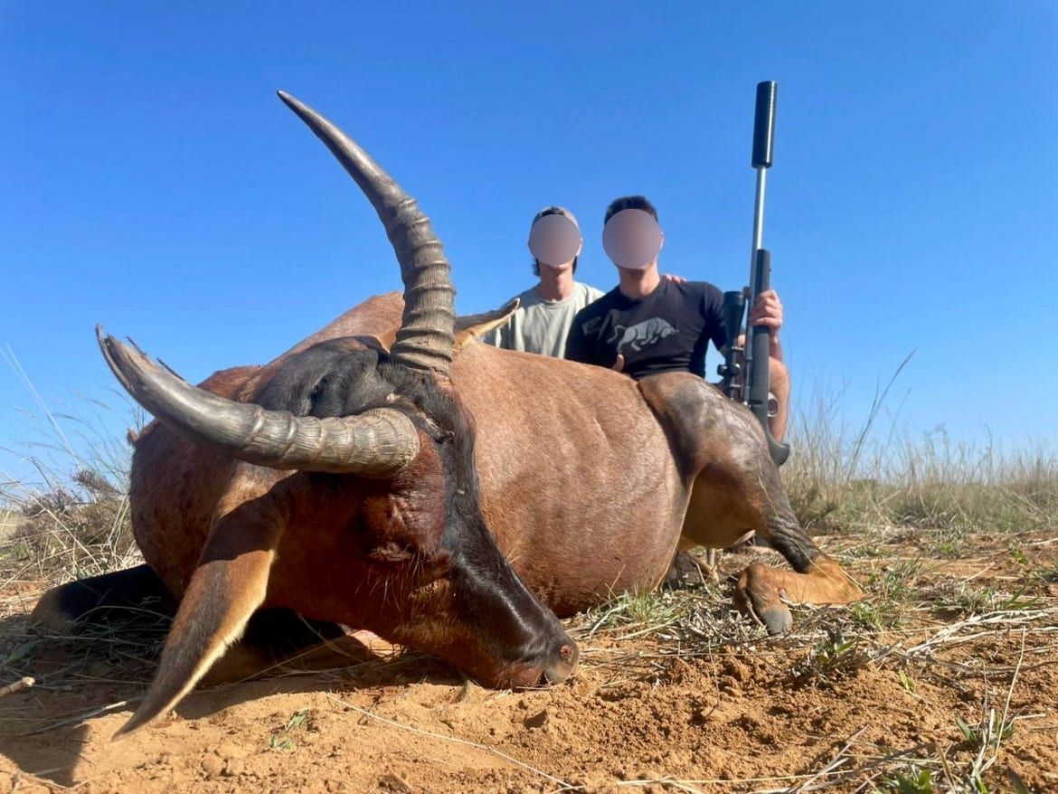 Sable antelope — plains game hunt