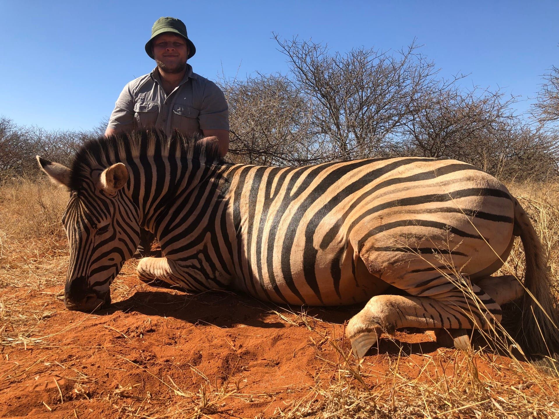 Zebra hunt in the red sand bushveld