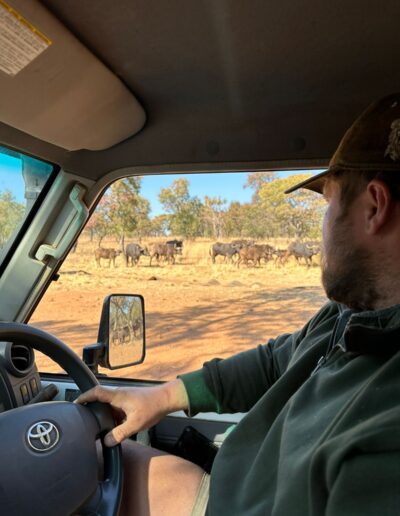 Tracking a buffalo herd by vehicle